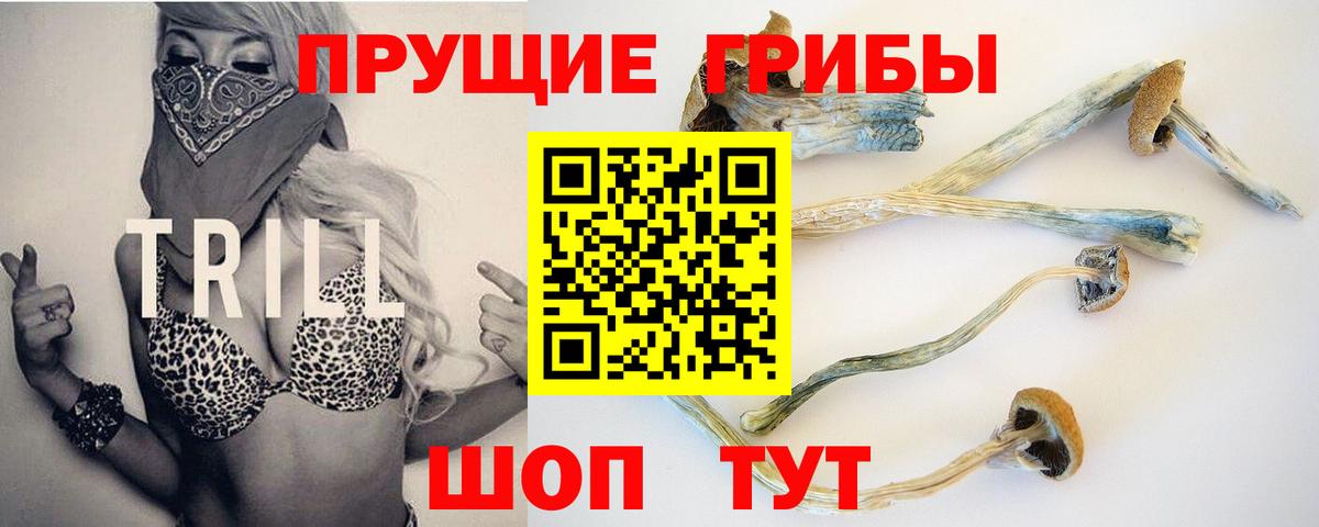 Псилоцибиновые грибы Psilocybe Нововоронеж